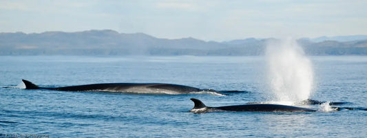 La Fascinante Historia de Greta: Celebrando el Día Mundial de las Ballenas