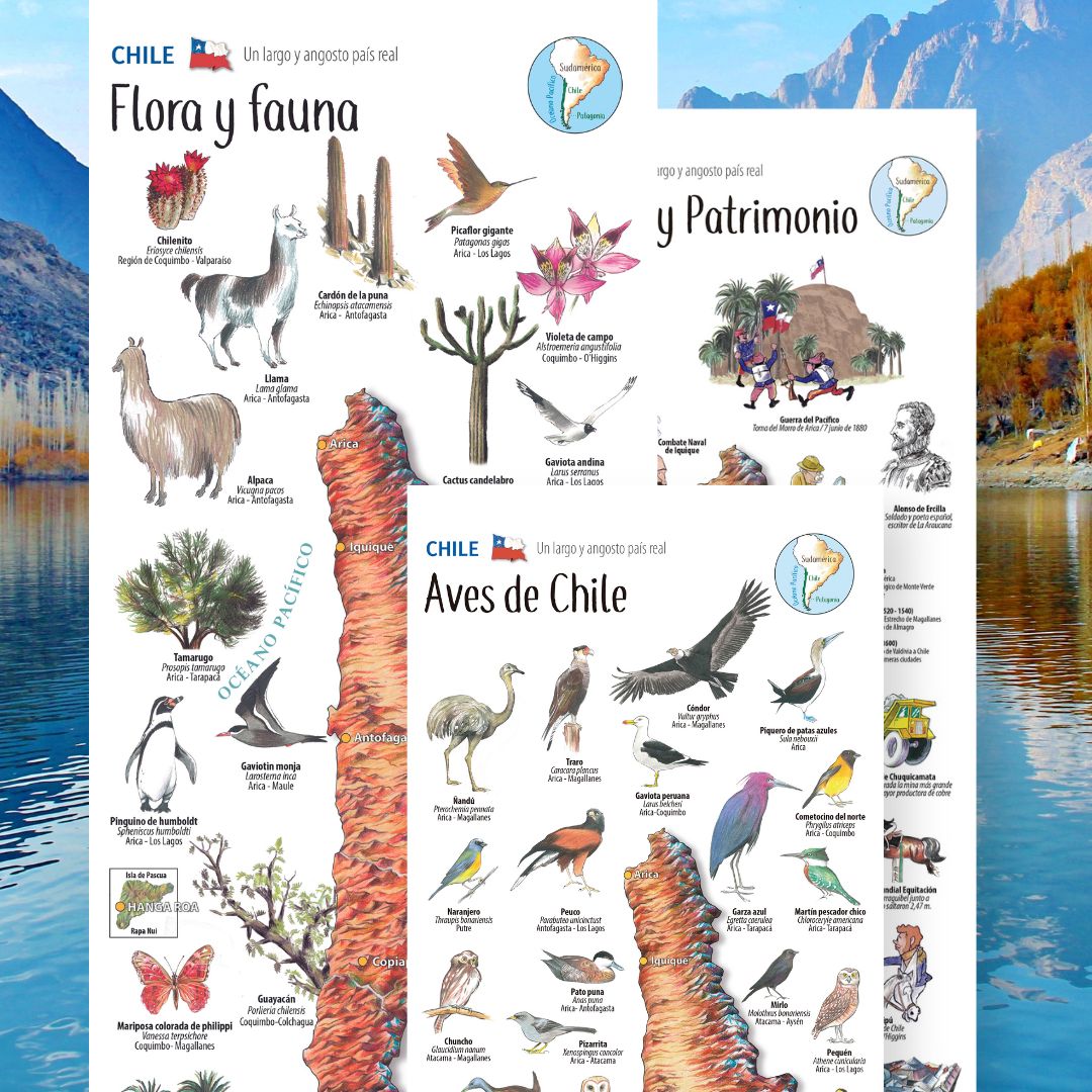 ¡Llegaron los flamencos a Patagonia Costa, un destino con humedales !que los acoge cada año