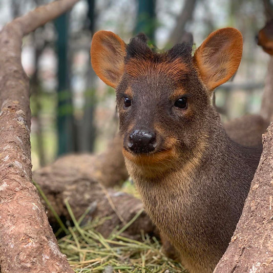 La primera vértebra fosilizada del Pudú en Revela una historia de supervivencia