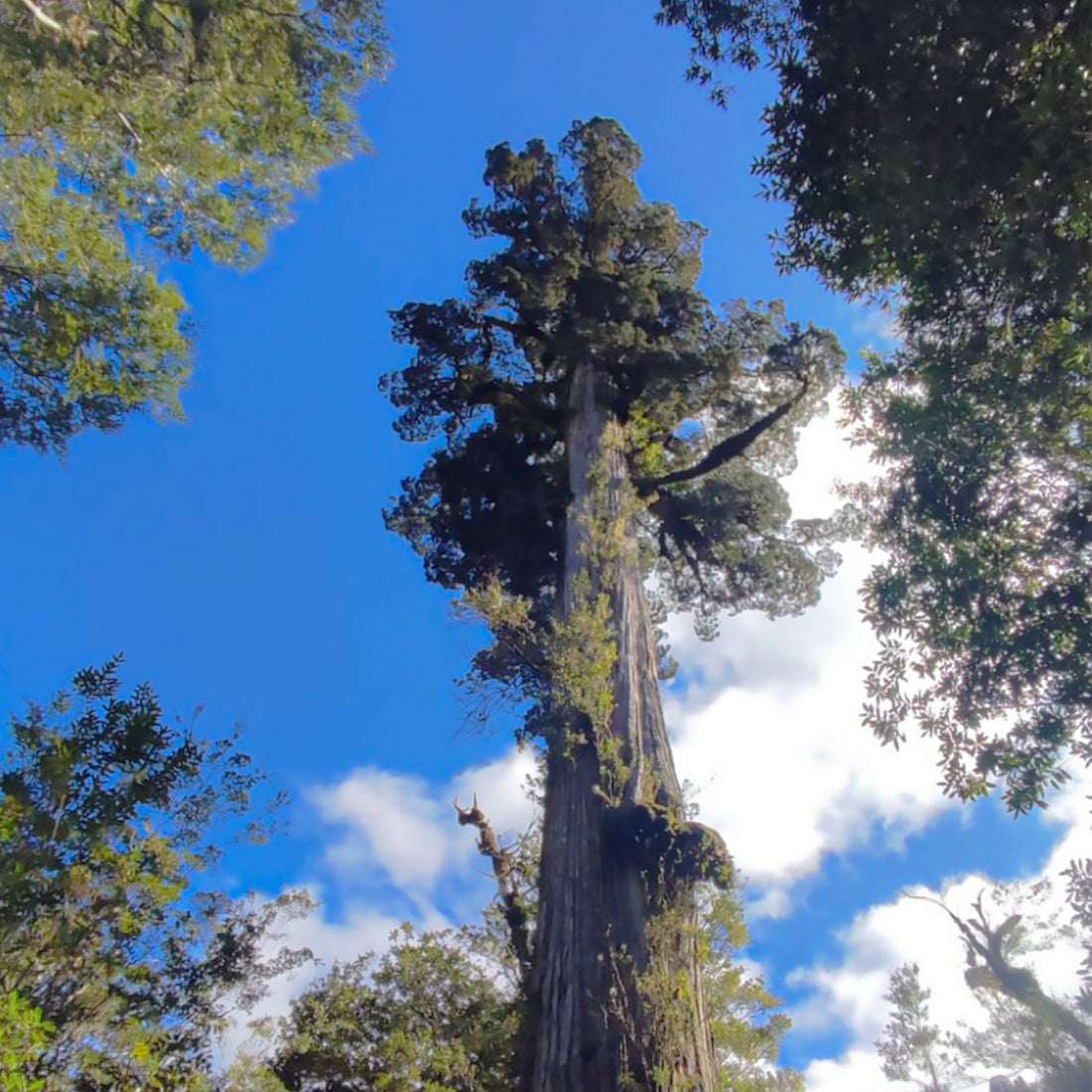 Alerce, 𝘍𝘪𝘵𝘻𝘳𝘰𝘺𝘢 𝘤𝘶𝘱𝘳𝘦𝘴𝘴𝘰𝘪𝘥𝘦𝘴, cultura y patrimonio