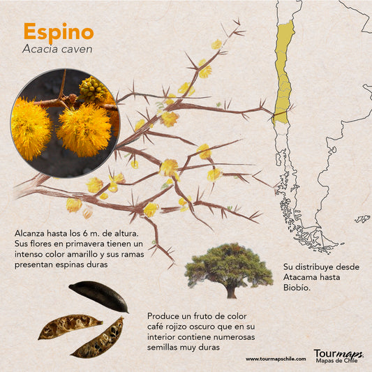 ¿Conoces el Espino? Si! el de las flores amarillas que se ven a distancia!