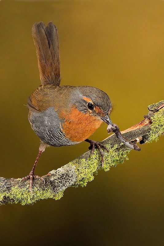 Chucao, maravillosa ave que habita en los bosques templados lluviosos, del sur de Chile. Patagonia Chilena