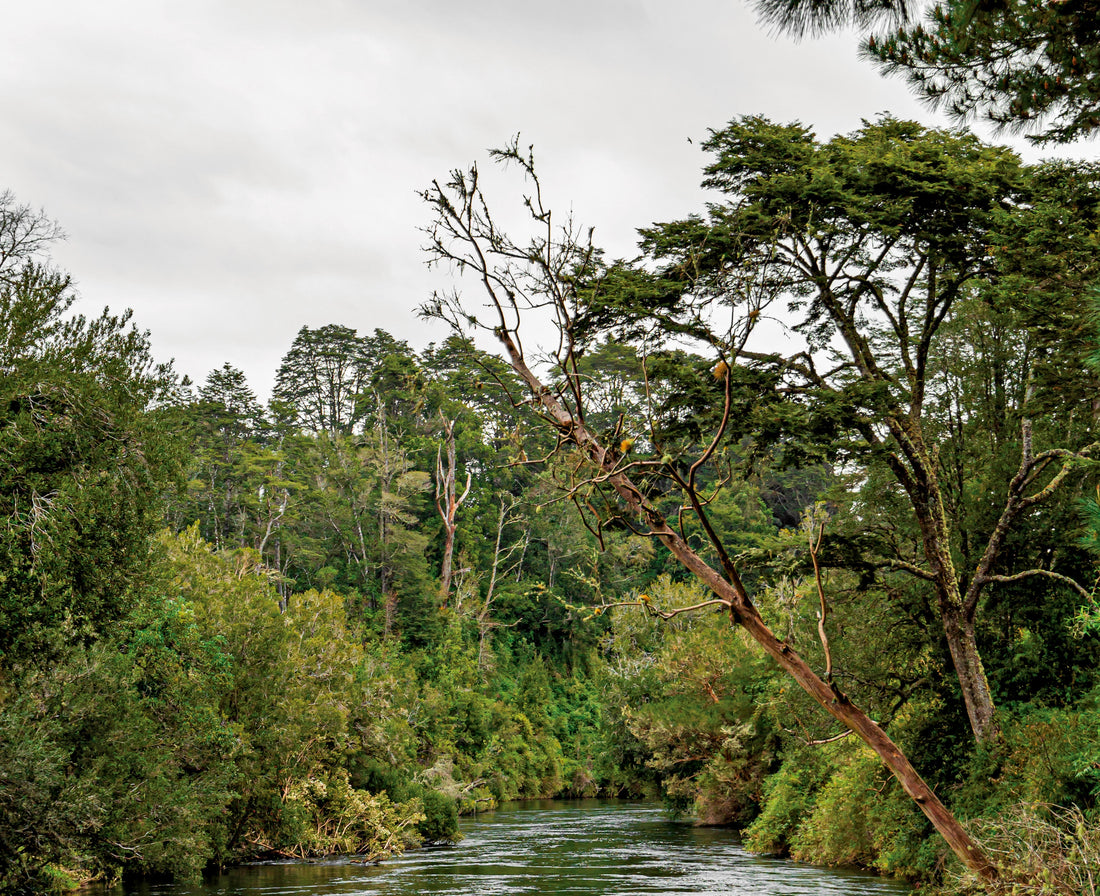 Así nace un destino con alma: Patagonia Costa y su camino colaborativo
