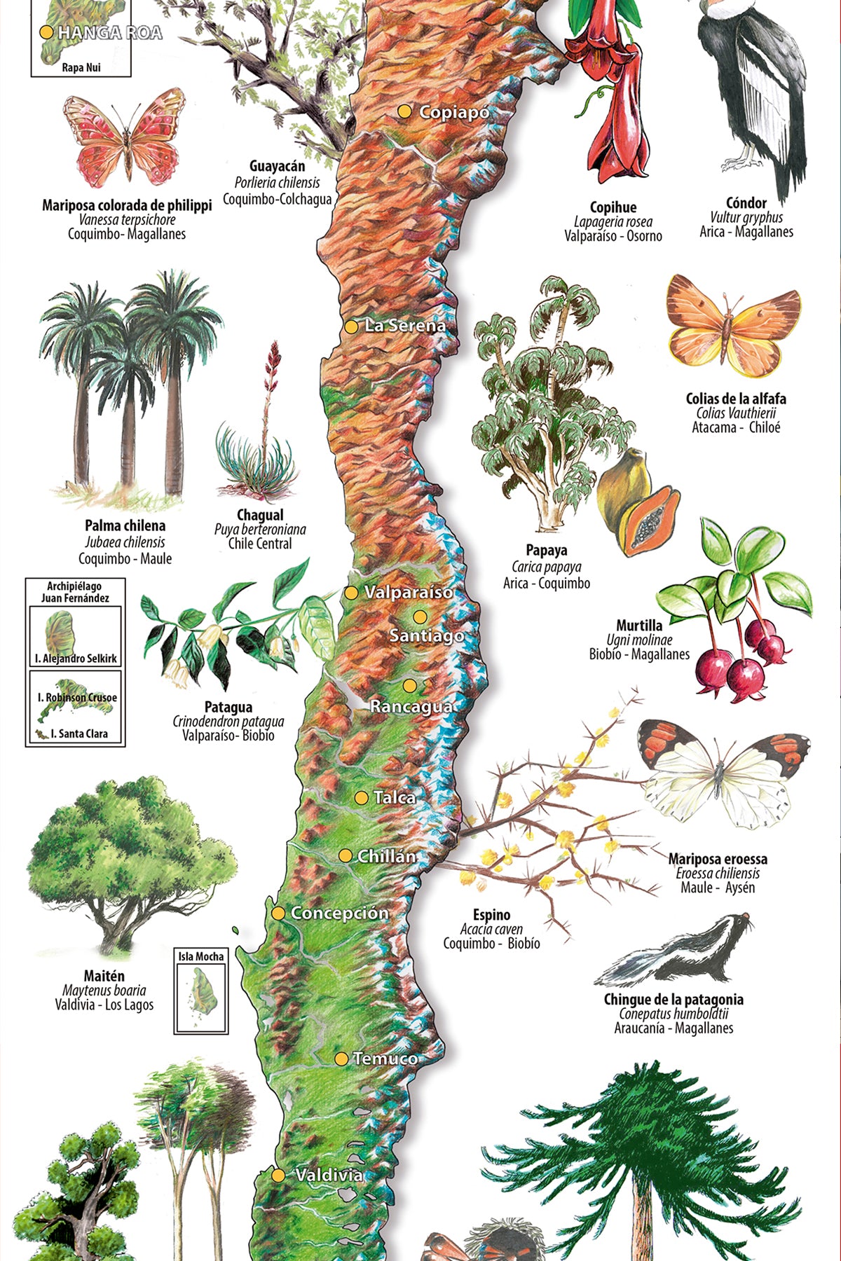 FLORA Y FAUNA - MAPA DESPLEGABLE