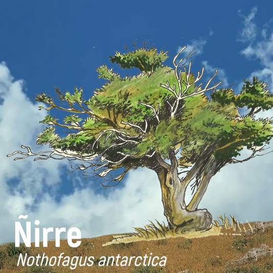 Ñirre, Nothofagus antarctica. El árbol icónico de los continentes australes