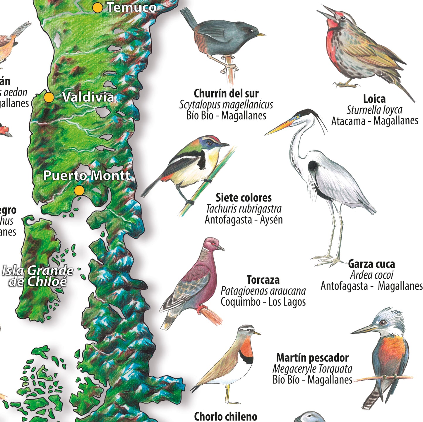 AVES DE CHILE - MAPA DESPLEGABLE
