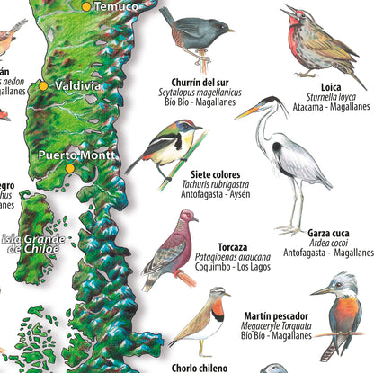 AVES DE CHILE - MAPA DESPLEGABLE